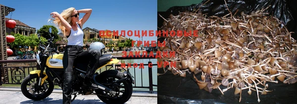 хмурый Аркадак
